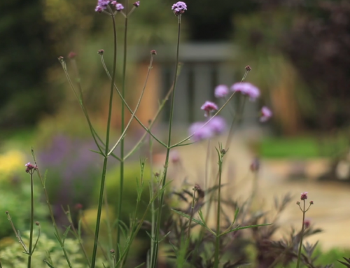 Decorated Shed: Corporate Film